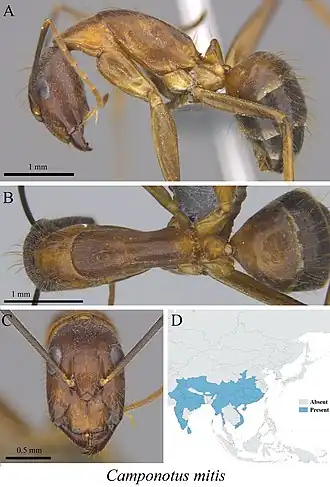 Camponotus mitis