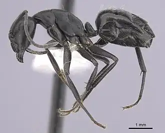 Camponotus morosus