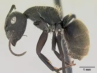 Camponotus mus