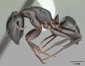 Camponotus nearcticus