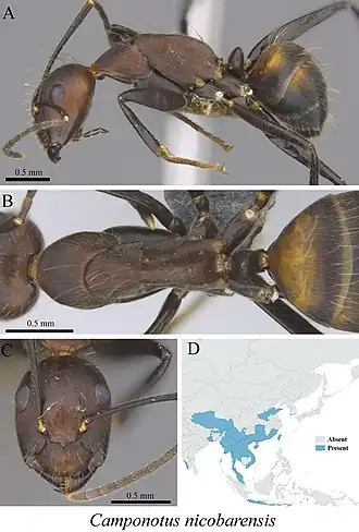 Camponotus nicobarensis