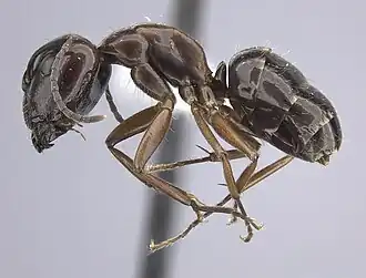 Camponotus nitens