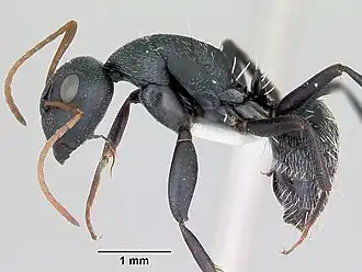 Camponotus niveosetosus