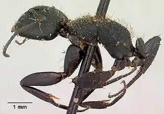 Camponotus nosibeensis