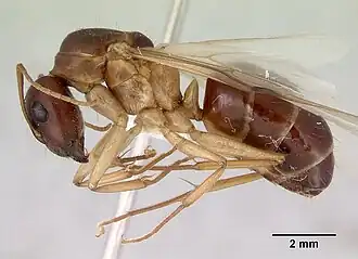Camponotus novaehollandiae