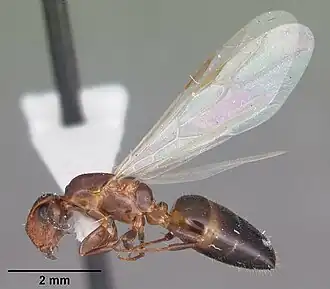Camponotus obliquus