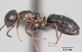 Camponotus papago