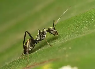 Camponotus parius