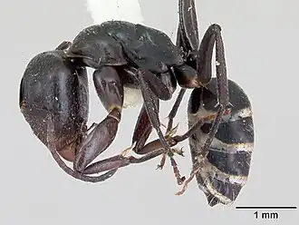 Camponotus peleliuensis