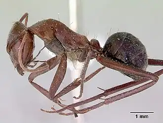 Camponotus perjurus