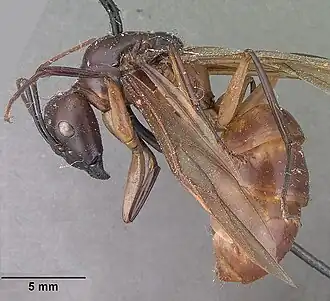 Camponotus perroti