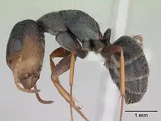 Camponotus personatus