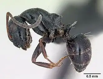 Camponotus piceus