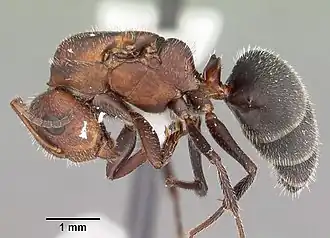 Camponotus planatus