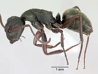 Camponotus planus