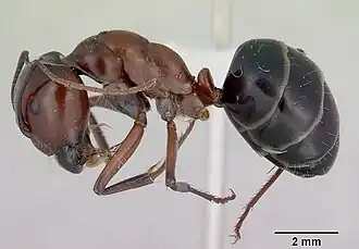 Camponotus prosseri