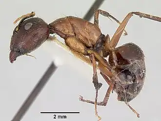 Camponotus pudorosus