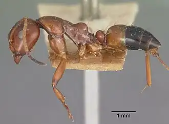 Camponotus putatus