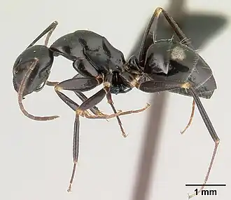 Camponotus quadrimaculatus