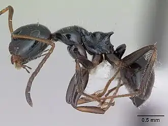 Camponotus raphaelis