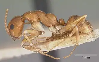 Camponotus reaumuri