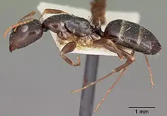 Camponotus repens