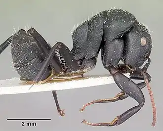 Camponotus robustus
