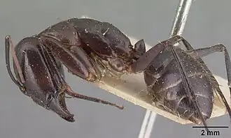 Camponotus roeseli