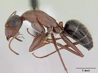 Camponotus rosariensis