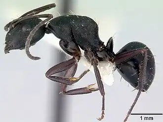 Camponotus rudis