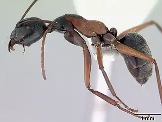 Camponotus rufonigrus