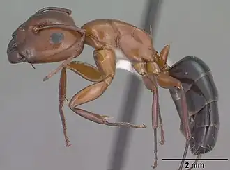 Camponotus sayi