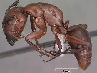 Camponotus schaefferi