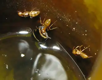 Colobopsis schmitzi in een bekerblad van Nepenthes bicalcarata