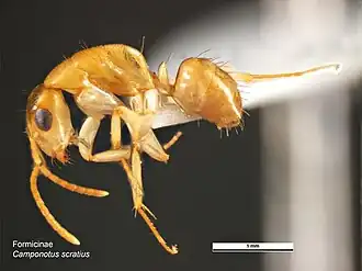 Camponotus scratius