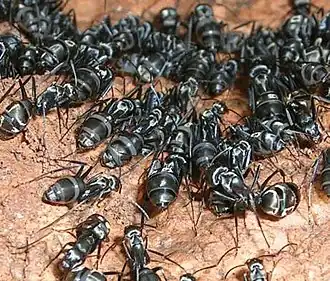 Camponotus sericeus