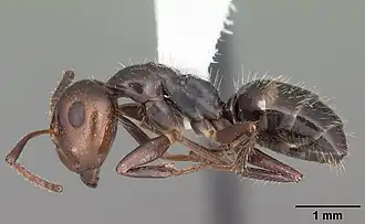 Camponotus sexguttatus