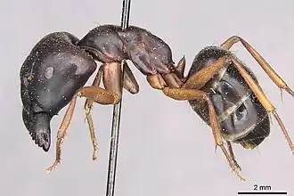Camponotus siemsseni