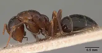 Camponotus sikorai