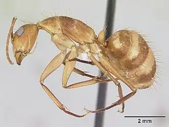 Camponotus silvicola