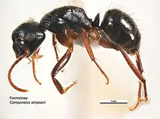 Camponotus simpsoni