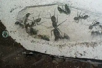 Camponotus singularis