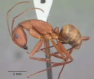 Camponotus socius