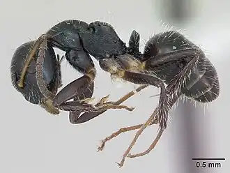 Camponotus striatus