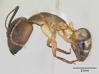 Camponotus substitutus
