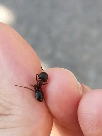 Camponotus sylvaticus