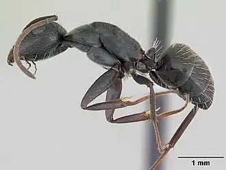Camponotus termitarius