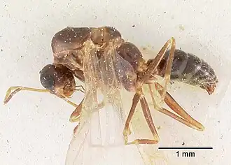 Camponotus thomasseti