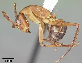 Camponotus tortuganus