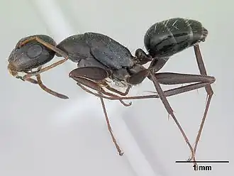 Camponotus trapeziceps
